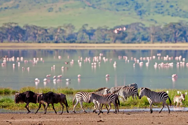 Ngorongoro