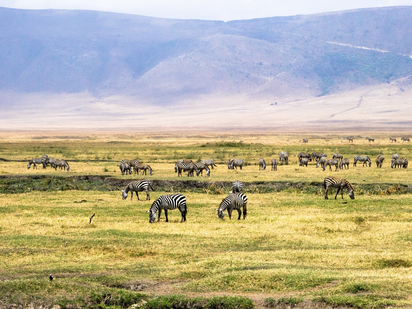 Ngorongoro Safari Tanzani