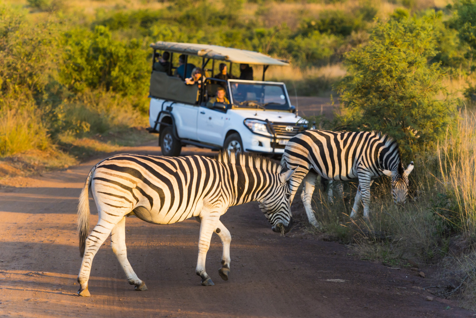 Pilanesberg Game drive