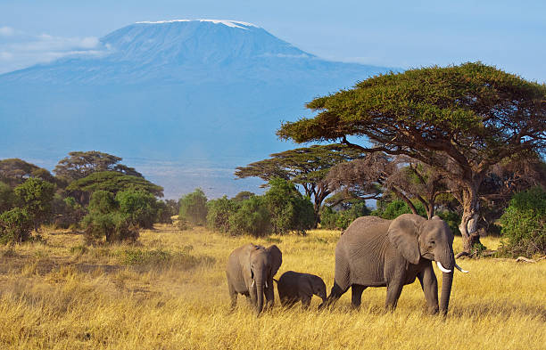 Amboseli
