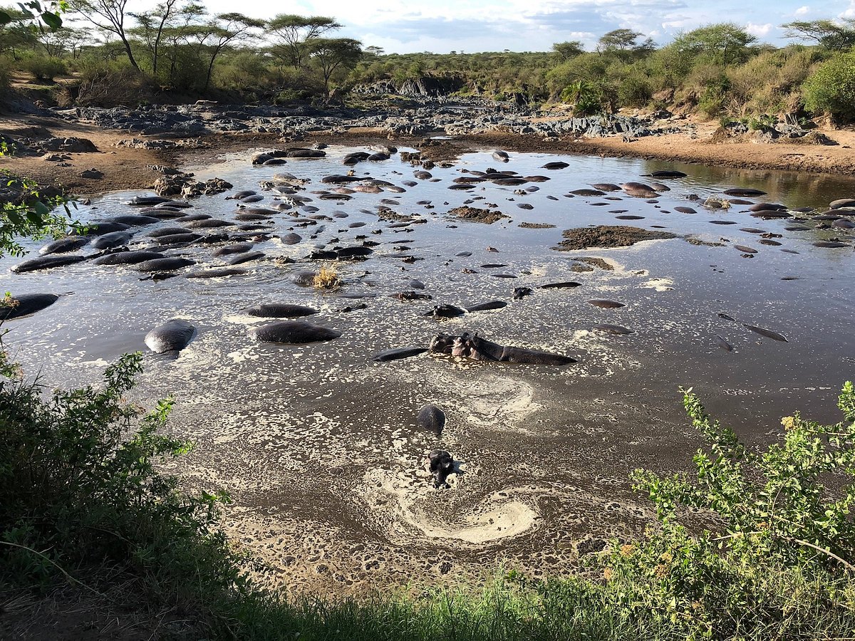 Serengeti Hippo Pool